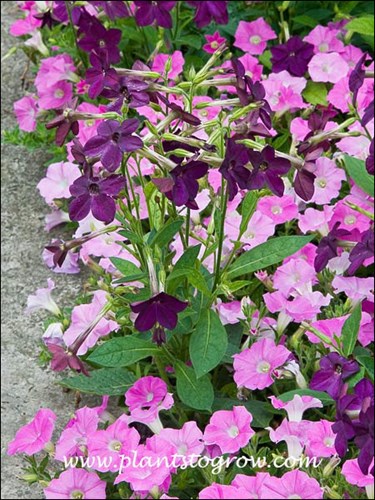 Nicotiana Perfume Deep Purple with a ground cover pink Petunia